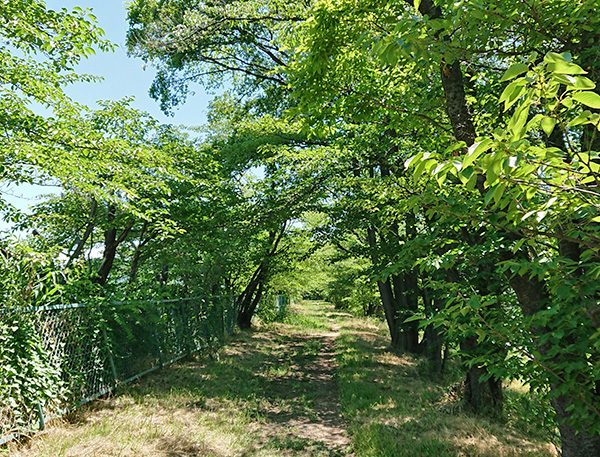 常田池歩道