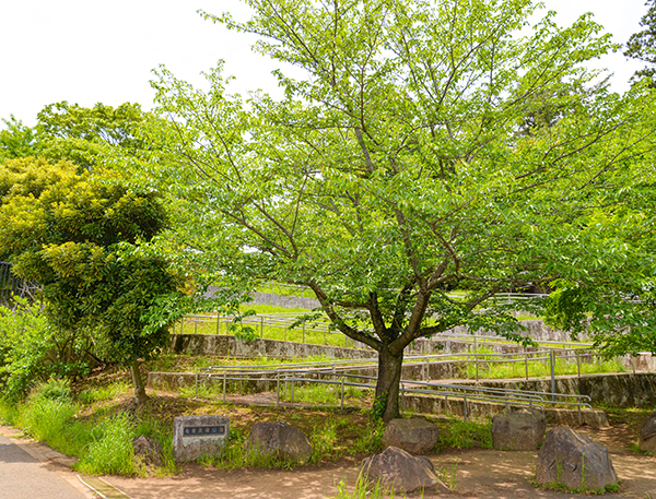 有吉貝塚公園