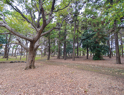 八千代台南　市民の森