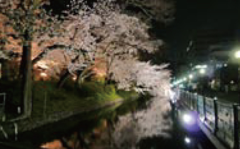 お堀の夜桜