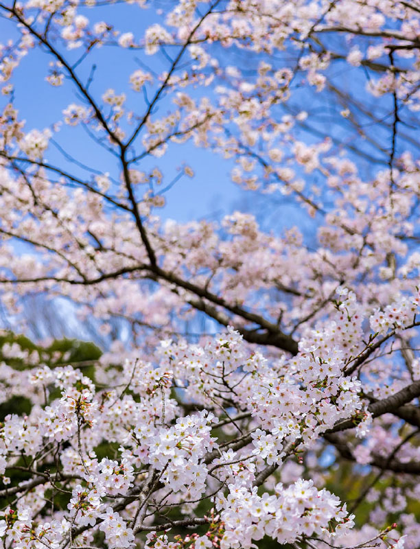 千葉公園（徒歩1分／約30m）