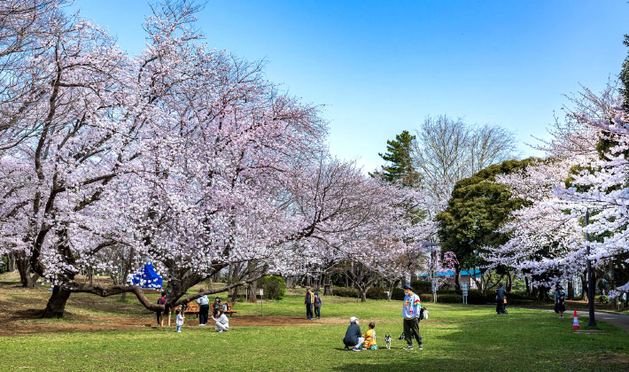 千葉公園（徒歩1分／約30m）