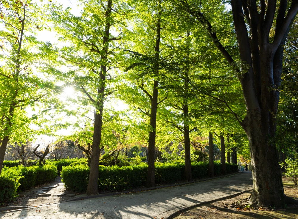 羽根木公園（約780m／徒歩10分）