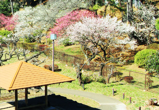 大倉山公園［image photo］