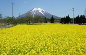 菜の花畑