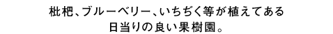 枇杷、ブルーベリー、いちぢく等が植えてある日当たりの良い果樹園。