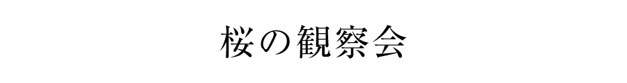 桜の観察会