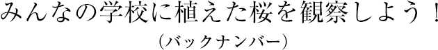 みんなの学校に植えた桜を観察しよう！（バックナンバー）