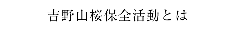 吉野山桜保全活動とは