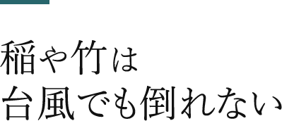 稲や竹は台風でも倒れない