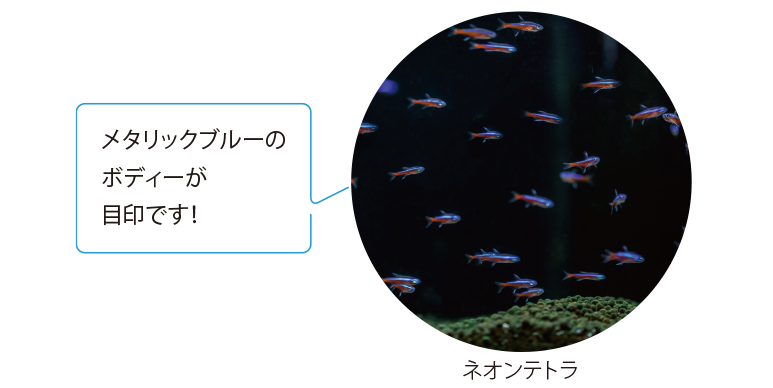 メタリックブルーのボディーが目印です！ ネオンテトラ