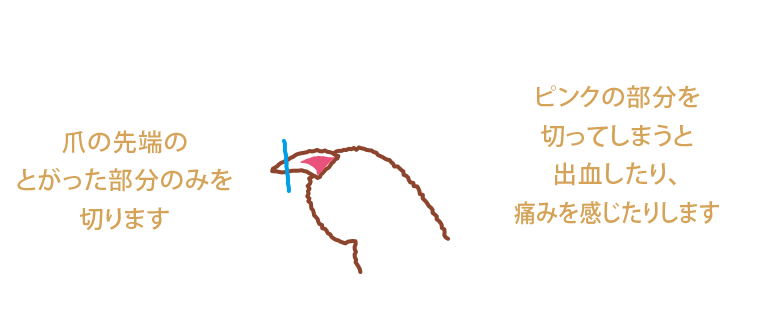 爪の先端のとがった部分のみを切ります ピンクの部分を切ってしまうと出血したり、痛みを感じたりします