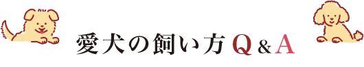 愛犬の飼い方 Q＆A