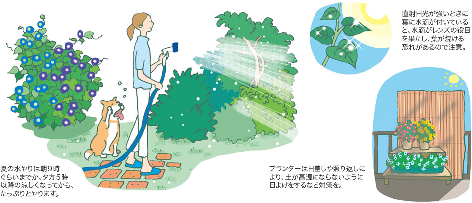 夏の水やりは朝9時ぐらいまでか、夕方5時以降の涼しくなってから、たっぷりとやります。／直射日光が強いときに葉に水滴が付いていると、水滴がレンズの役目を果たし、葉が焼ける恐れがあるので注意。／プランターは日差しや照り返しにより、土が高温にならないように日よけをするなど対策を。