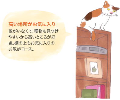 高い場所がお気に入り　敵がいなくて、獲物も見つけやすいから高いところが好き。棚の上もお気に入りのお散歩コース。